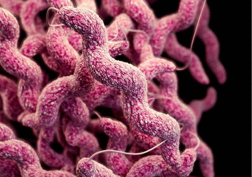 campylobacter 