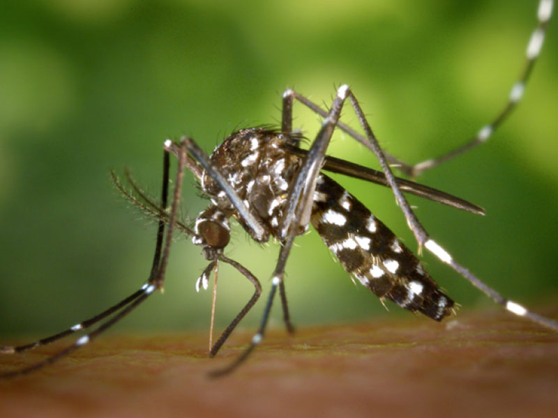 chikungunya treatment