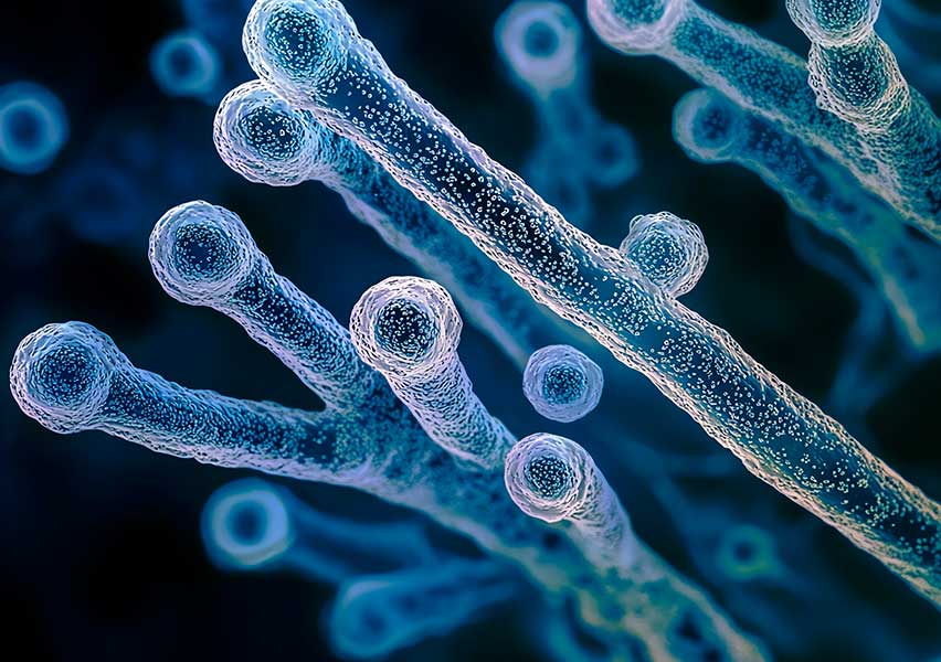 clostridium tetani