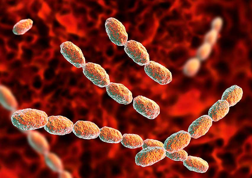 Haemophilus ducreyi