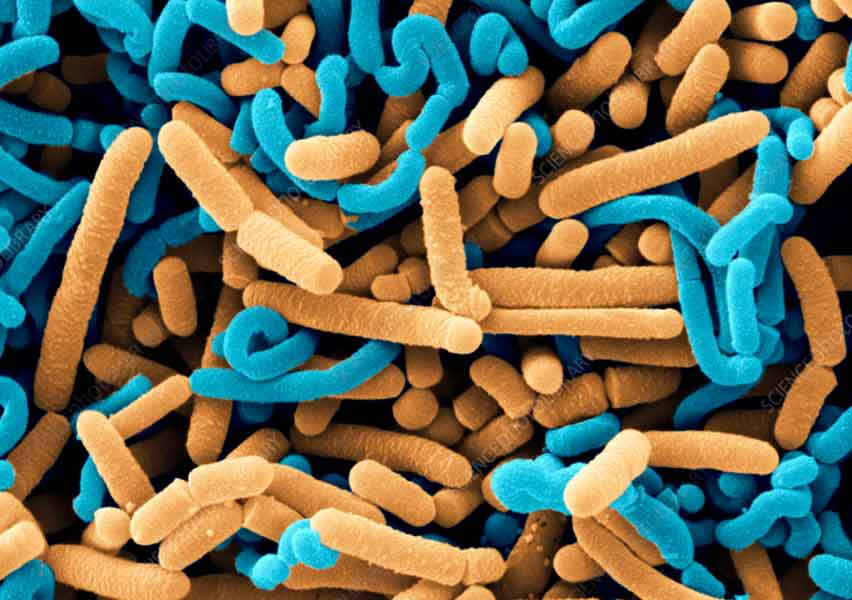 Lactobacillus