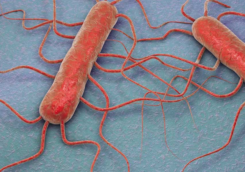 Listeria monocytogenes