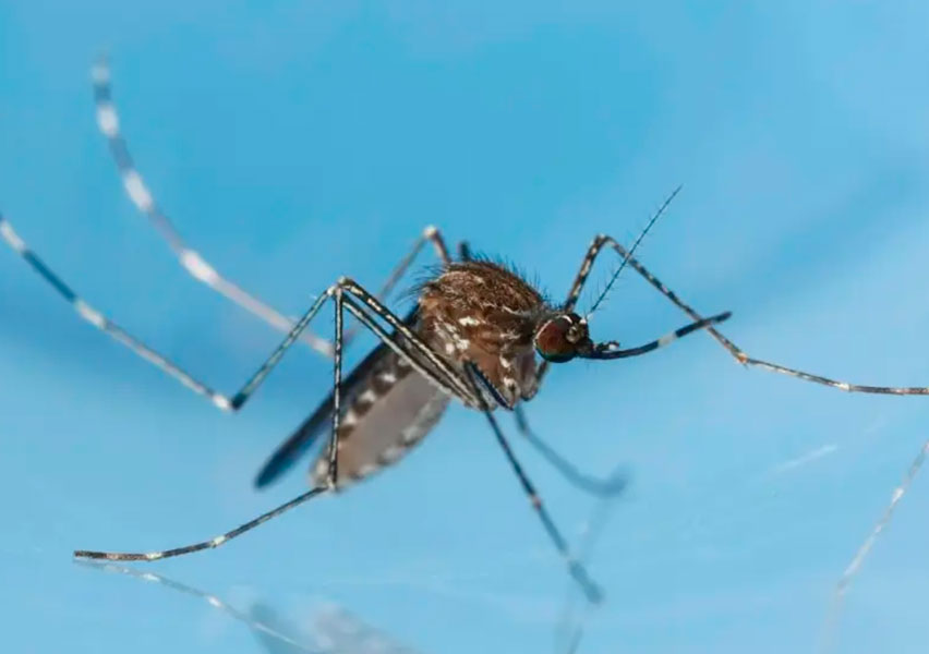 mayaro virus