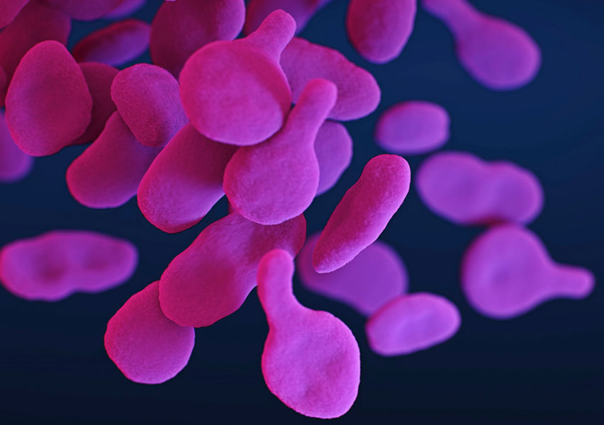 mycoplasma genitalium