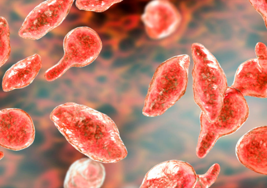 mycoplasma hominis