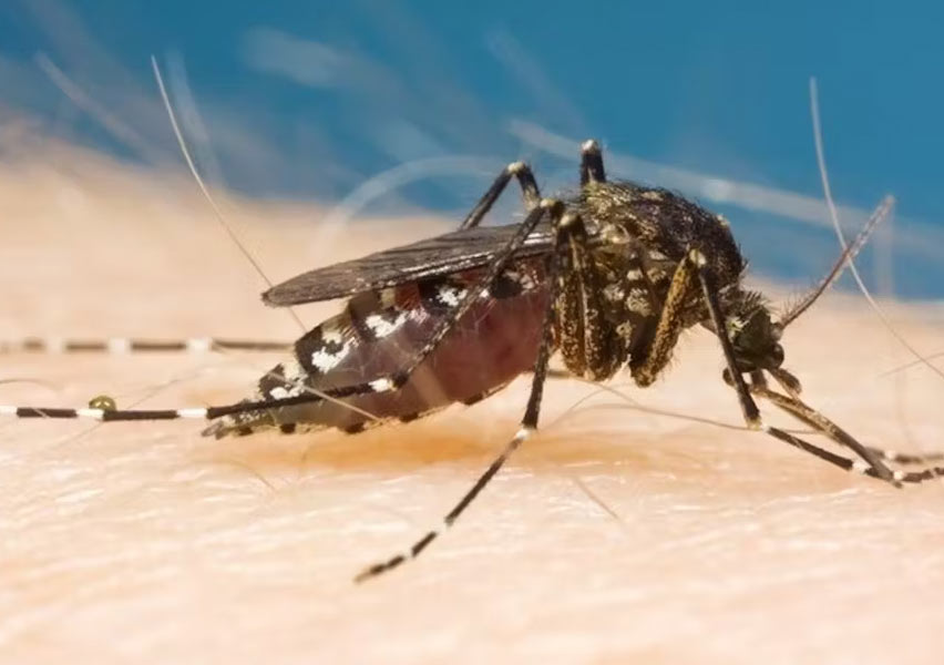 Ross river virus