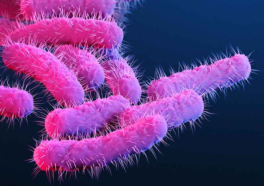 shigella flexneri