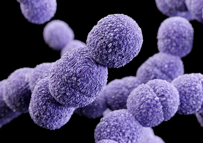 Streptococcus agalactiae