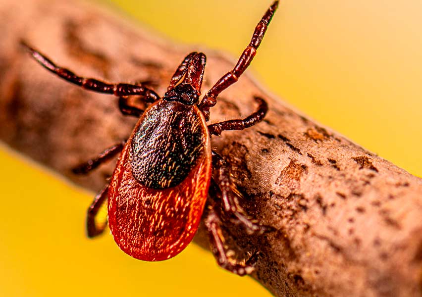 Tick Borne encephalitis