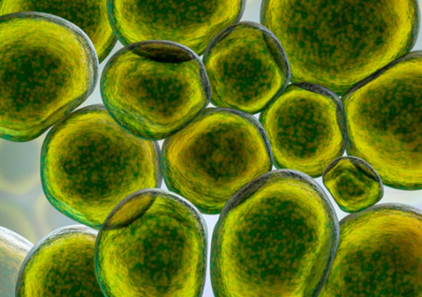 Ureaplasma Urealyticum