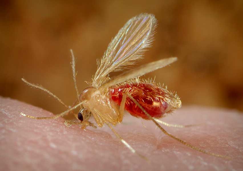 Toscana Virus