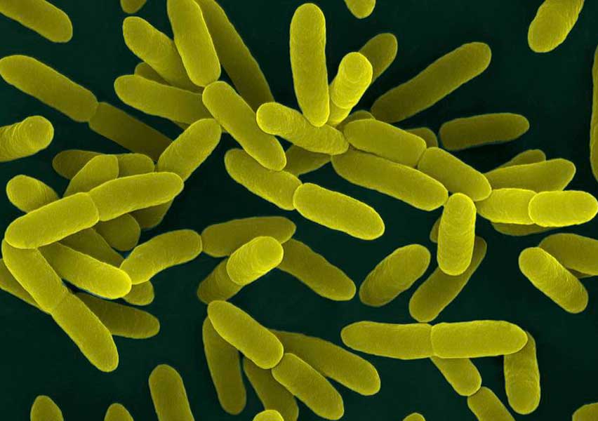 Yersinia enterocolitica