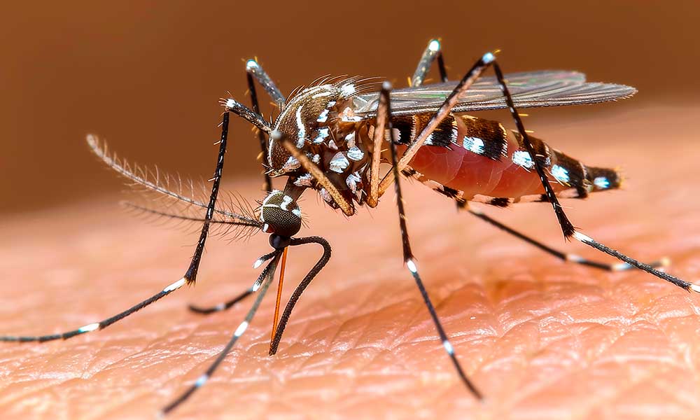 Dengue VirClia