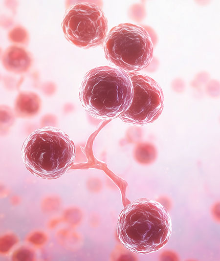 candida auris pathogen