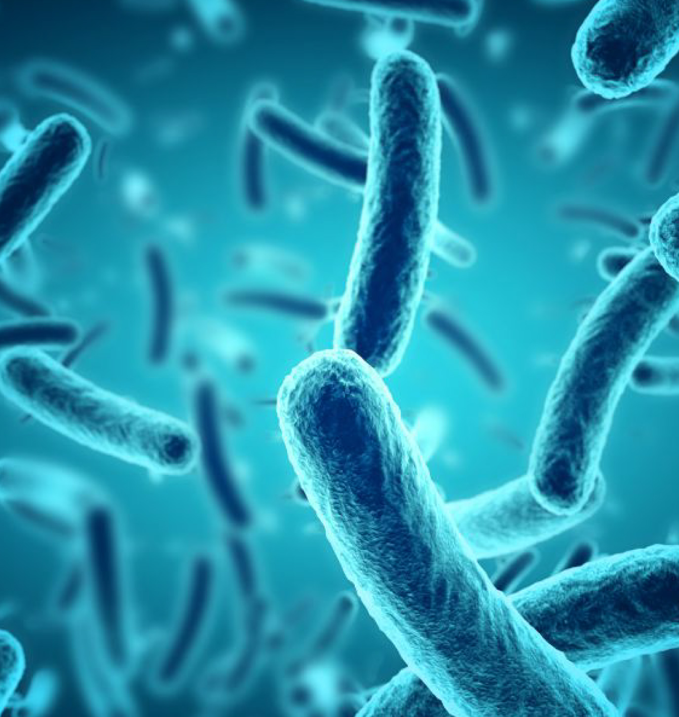 brucella species human brucellosis
