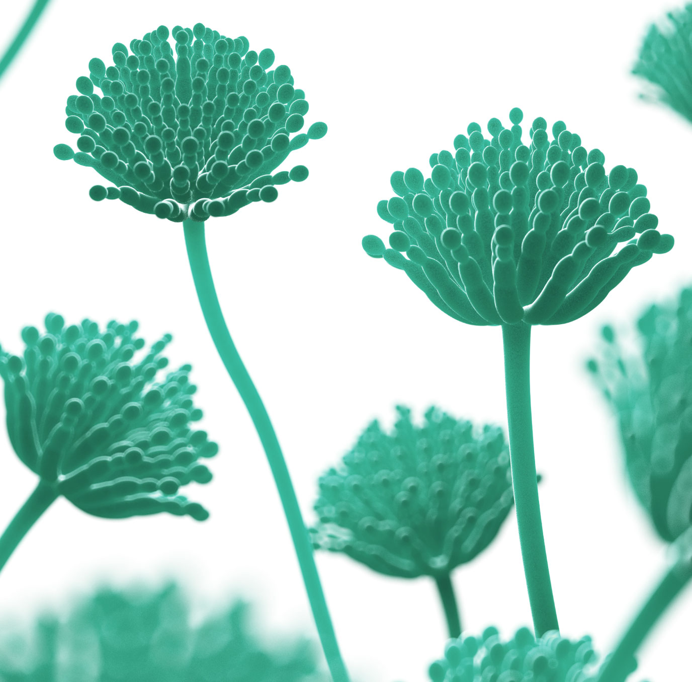 Aspergillus galactomannan results interpreted with clinical, radiological and mycological findings