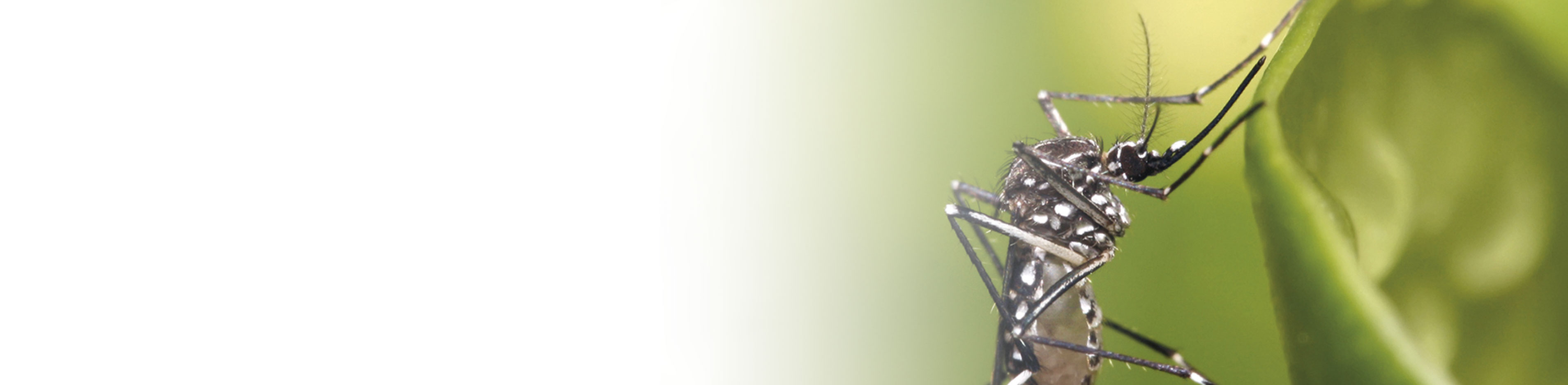 Banner Chikungunya