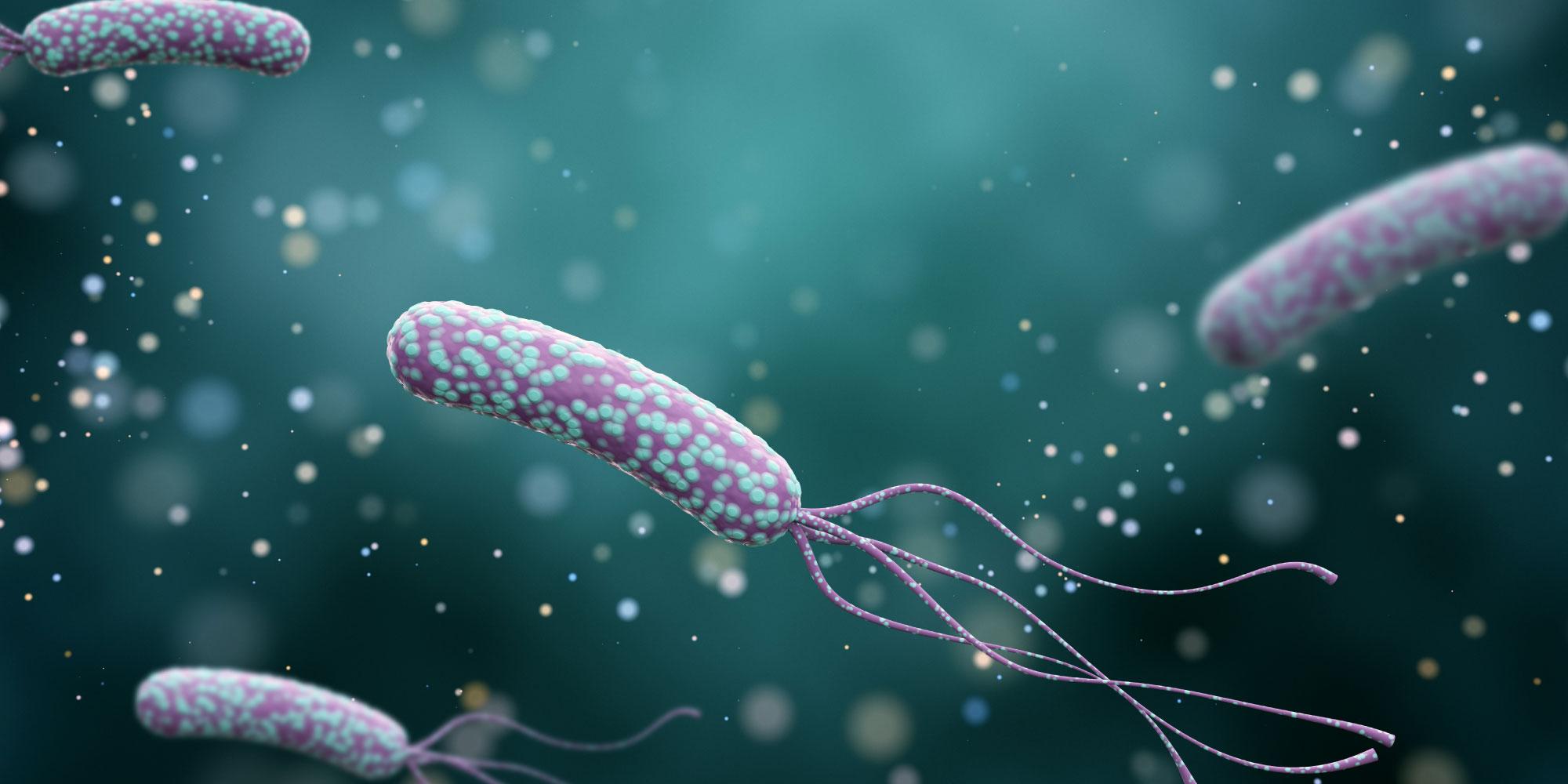 helicobacter pylori challenge