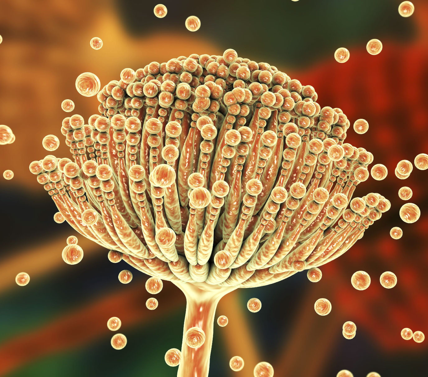 Automated Aspergillus galactomannan antigen detection for invasive aspergillosis diagnostic workflows