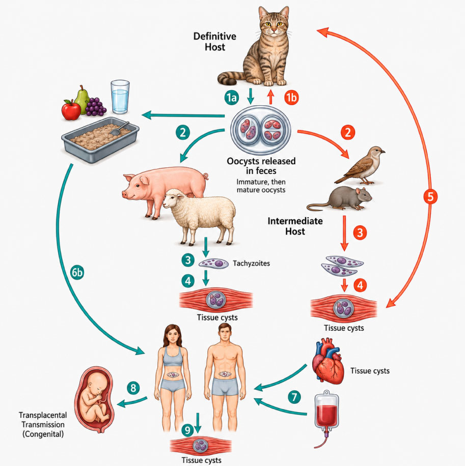 Toxoplasma life cycle