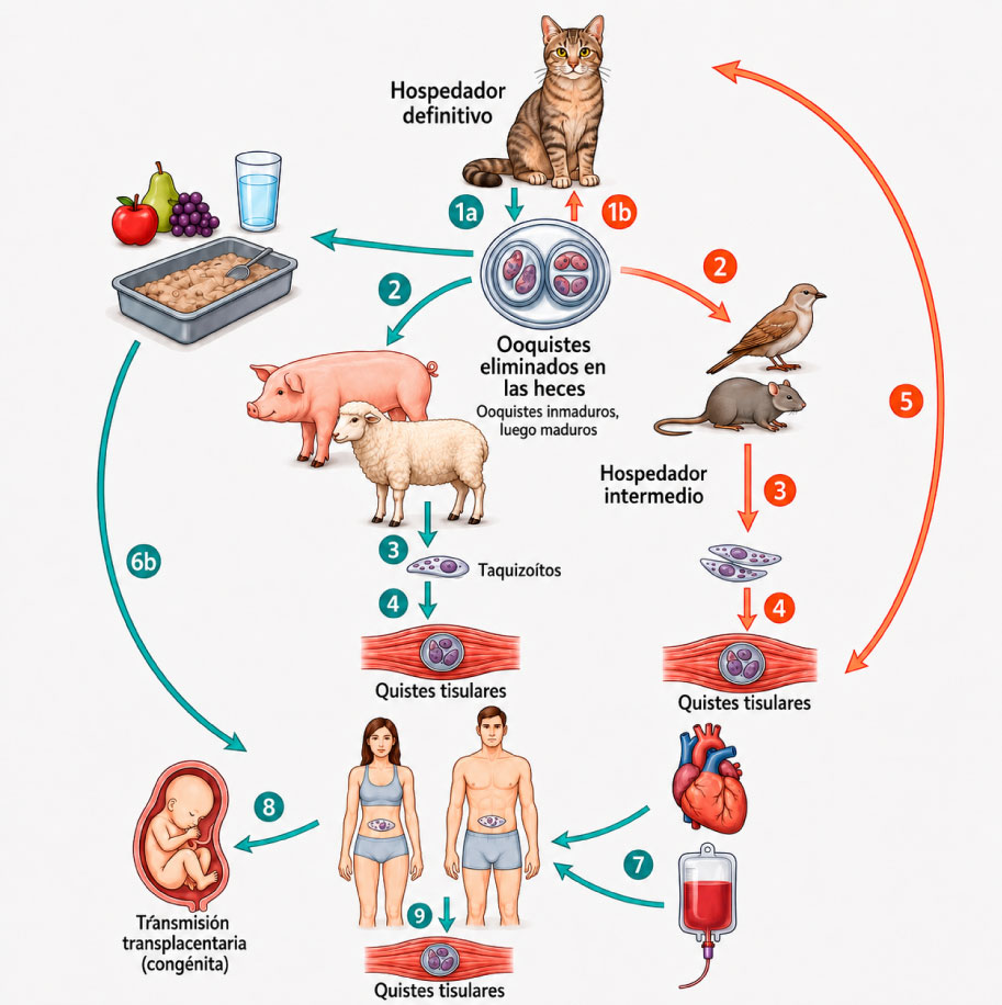 ciclo de vida toxoplasma