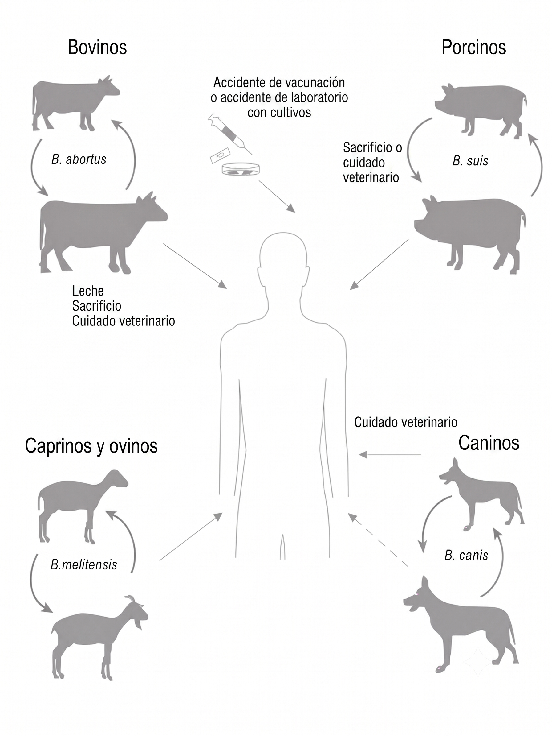 vias de transmision brucelosis