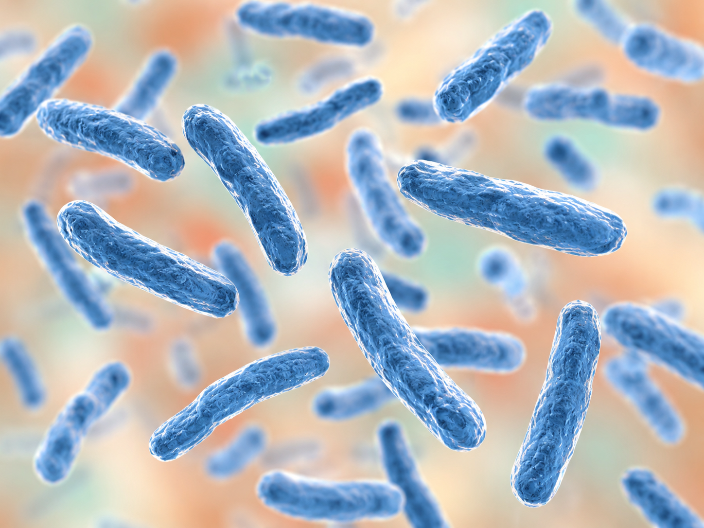 bartonella