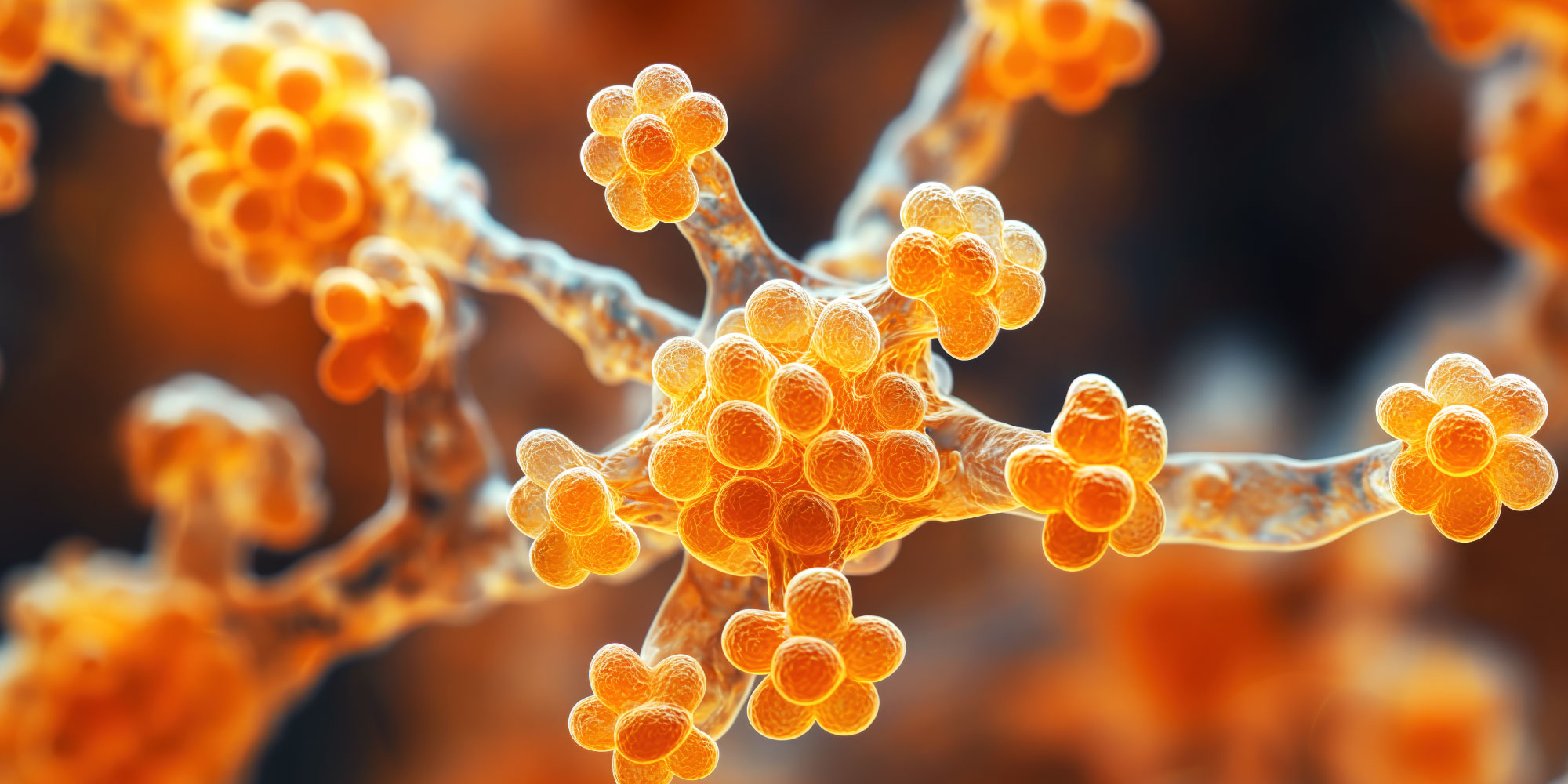 candida auris challenge