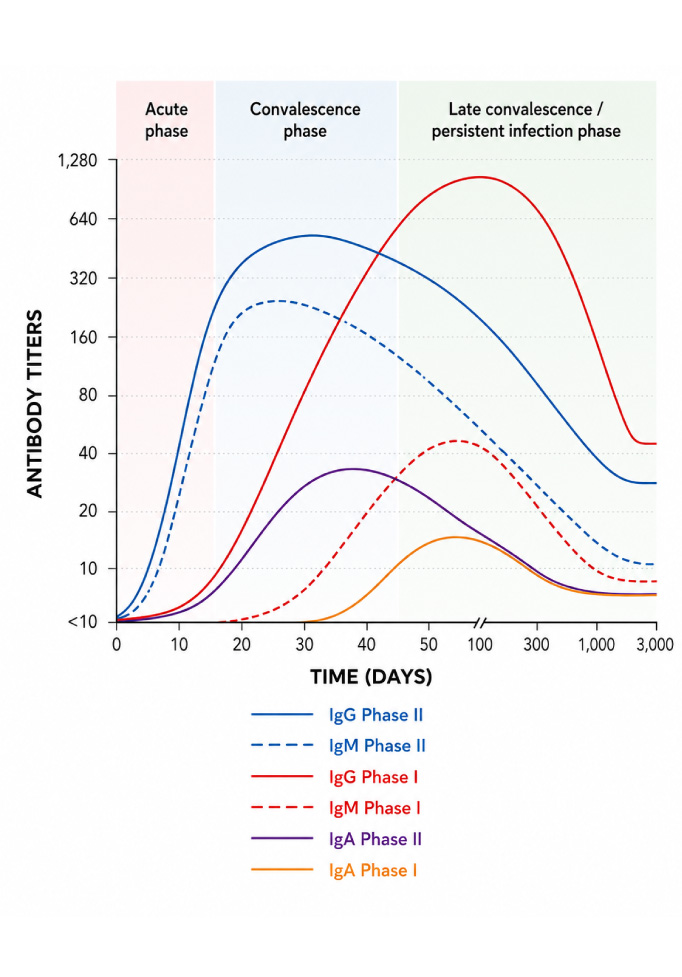 coxiella burnetii phase I and phase II