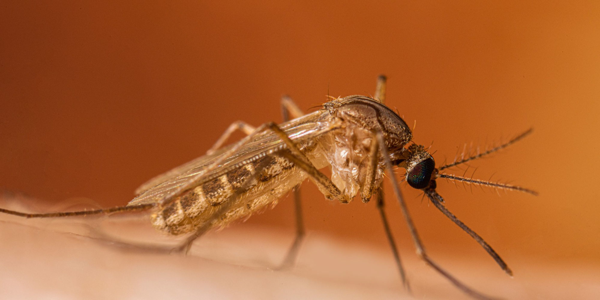 west nile virus challenge