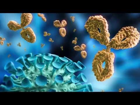 Detección e identificación de virus respiratorios - Con DFA