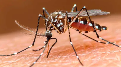 Dengue VirClia