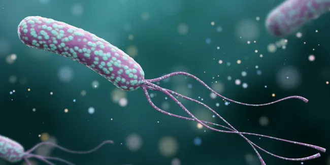 microbiología clínica helicobacter