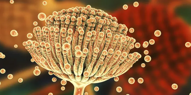 Automation aspergillus