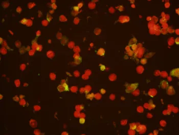 VIRAL SCREENING 1.jpg